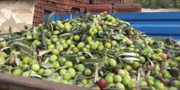 Yeşil zeytin hasadı başladı! Kilosu 80 lira