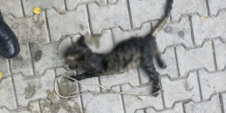 Yok böyle vicdansızlık! Yavru kediyi ayaklarından bağlayıp denize atmışlar