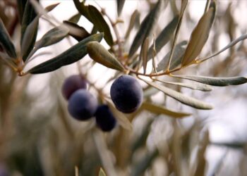 Zeytin rekoltesinde düşüş bekleniyor! ATB başkanı duyurdu