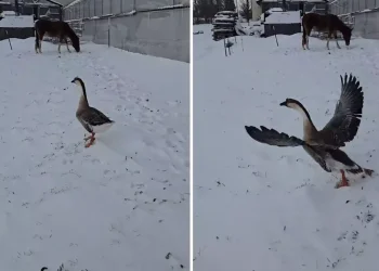 Kaz Çıkmadı: 3.500 TL’lik Yatırım Hüsranla Sonuçlandı