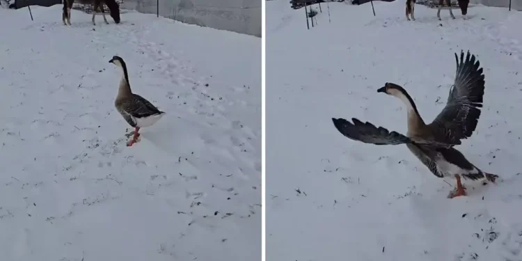 Kaz Çıkmadı: 3.500 TL’lik Yatırım Hüsranla Sonuçlandı