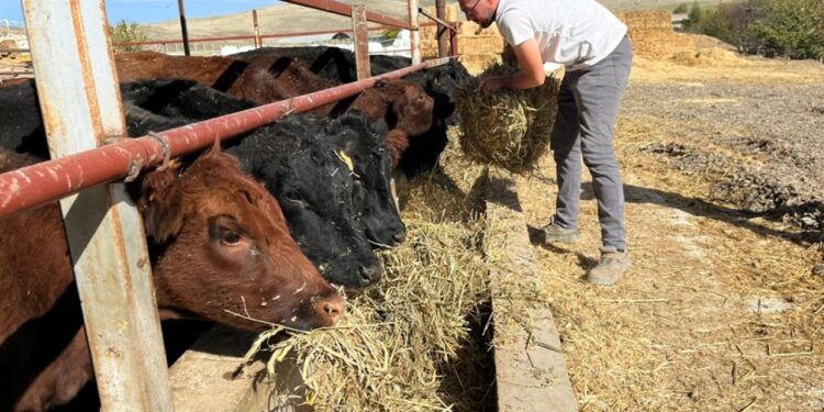 Bakanlık desteğiyle başlamıştı: Hedefi 150 baş hayvan!