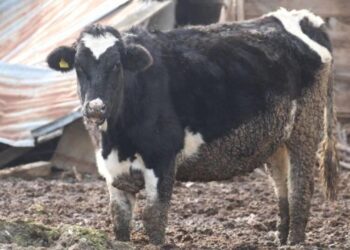 Bolu’da 18 köy ve 4 mahallede şap karantinası