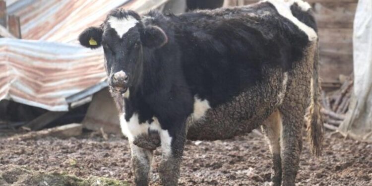 Bolu’da 18 köy ve 4 mahallede şap karantinası