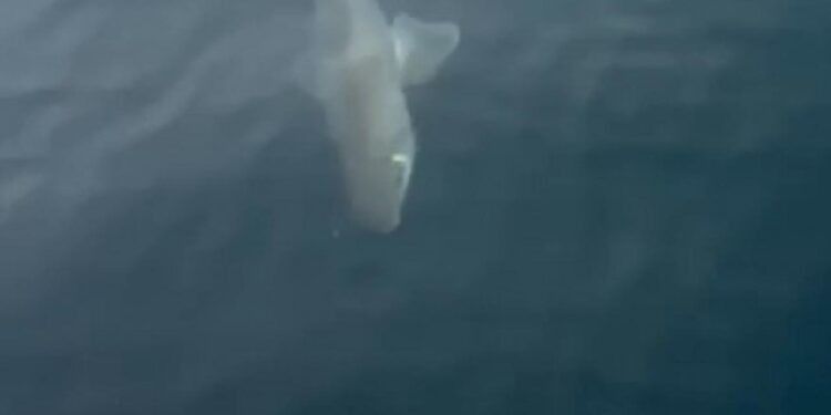 Bursa’da balıkçıların oltasına köpek balığı takıldı!