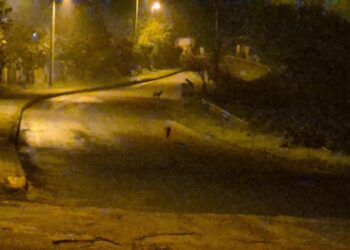 Çakallar şehir merkezini mesken tuttu