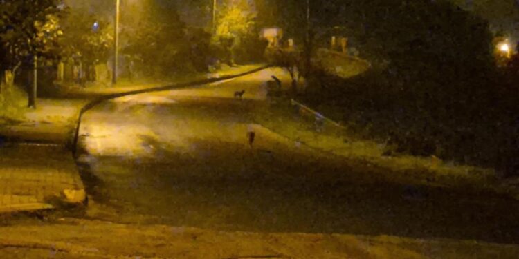 Çakallar şehir merkezini mesken tuttu