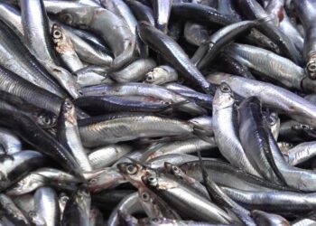 Denize kıyısı olmayan şehirde hamsinin kilosu 50 TL’ye düştü, vatandaş poşet poşet aldı