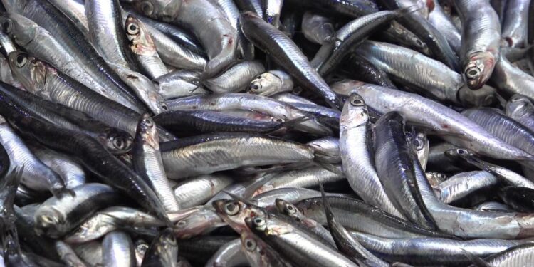 Denize kıyısı olmayan şehirde hamsinin kilosu 50 TL’ye düştü, vatandaş poşet poşet aldı