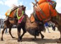 Denizli’de deve güreşleri ‘şap hastalığına’ takıldı