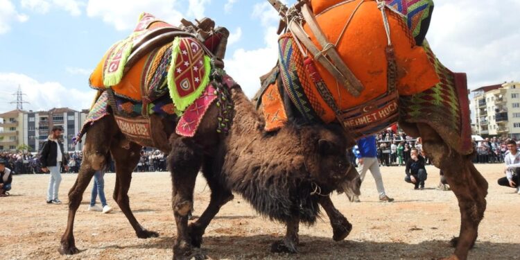 Denizli’de deve güreşleri ‘şap hastalığına’ takıldı