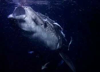 12 metrelik dev deniz yılanı köpek balıklarıyla besleniyor