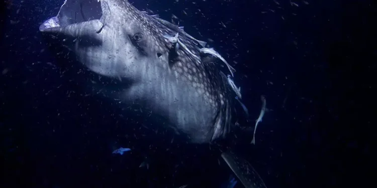 12 metrelik dev deniz yılanı köpek balıklarıyla besleniyor