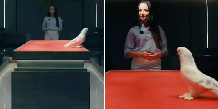 2 araba fiyatına satılan güvercin gündemi salladı