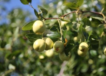 Edirne’de çiftçiler küçük arazilerini yüksek gelirli hünnap üretimiyle değerlendiriyor