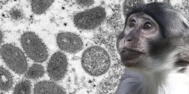 ‘Hastalıklı maymunlar’ alarma geçirdi! ABD’de tuhaf olay!