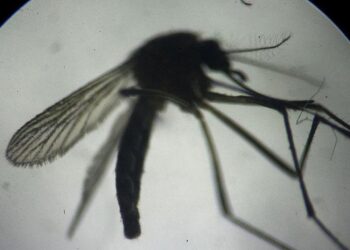 Hong Kong’da kırmızı alarm… Chikungunya ateşi endişesi!