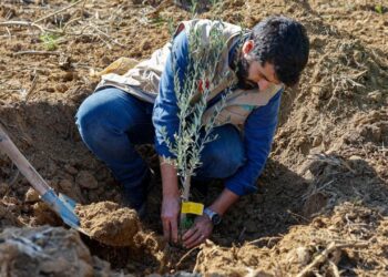 İHH’dan 3 ildeki çiftçilere 25 bin fidan desteği