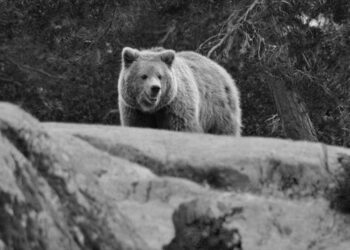 Japonya, ayıları avlamak için avcı kiralayacak