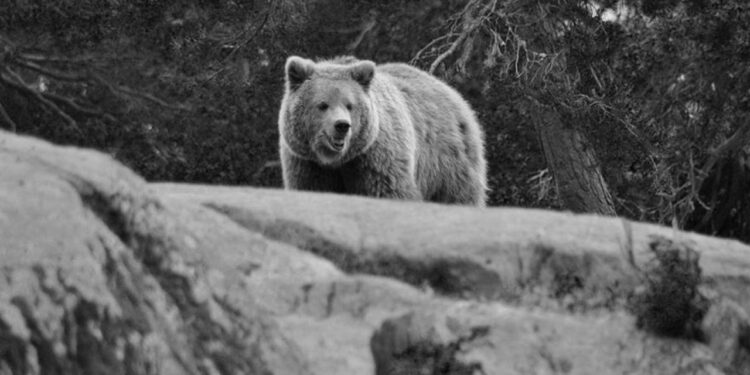 Japonya, ayıları avlamak için avcı kiralayacak