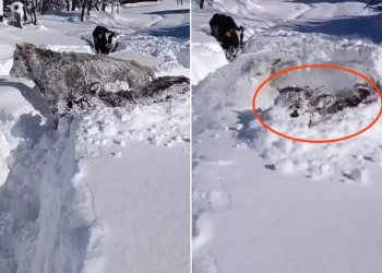 1,5 metrelik kar Kastamonu’daki ineklere zor anlar yaşattı