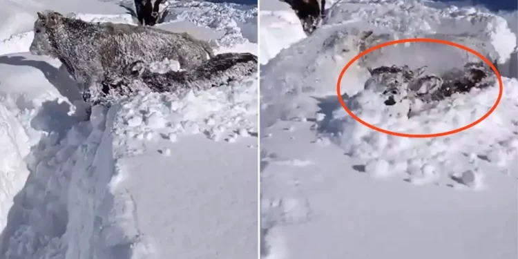 1,5 metrelik kar Kastamonu’daki ineklere zor anlar yaşattı