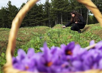 Kilosu 600 bin TL! AB tescilli safranın hasadı sürüyor