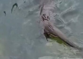 Küçükçekmece’de su samuru görüntülendi