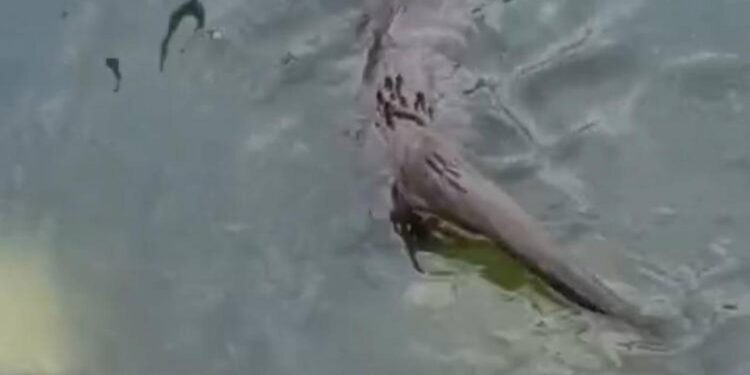 Küçükçekmece’de su samuru görüntülendi