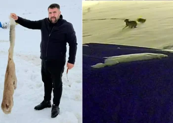 Kurtları anlatan video sosyal medyada gündem oldu