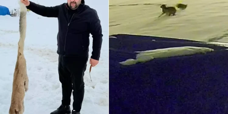 Kurtları anlatan video sosyal medyada gündem oldu