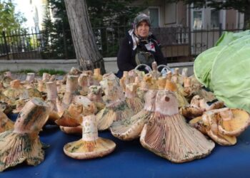 Kütahya’da ‘Melki’ bereketi