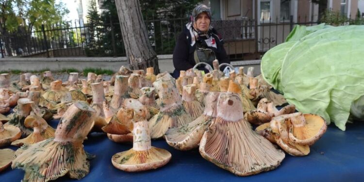 Kütahya’da ‘Melki’ bereketi