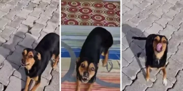 Sevimli Boncuk yine milyonların gönlünü fethetti