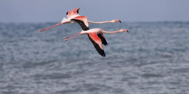 Mumbai Sanıldı Ama Kastamonu Çıktı, Telefonlar Çaldı