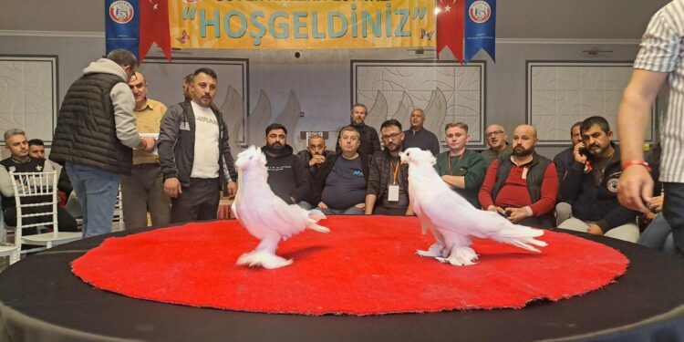 Sakarya’da “6. Tepeli Kostüm Güvercinleri Festivali” düzenlendi