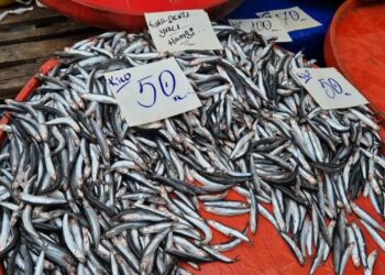 Tekirdağ’da hamsinin kilosu 50 liraya kadar düştü
