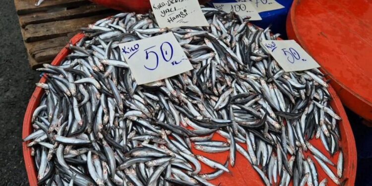 Tekirdağ’da hamsinin kilosu 50 liraya kadar düştü