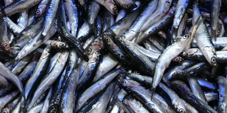 Tezgahlarda hamsi bolluğu