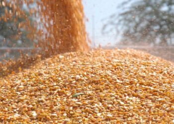 TİGEM 1400 ton dane mısır satacak