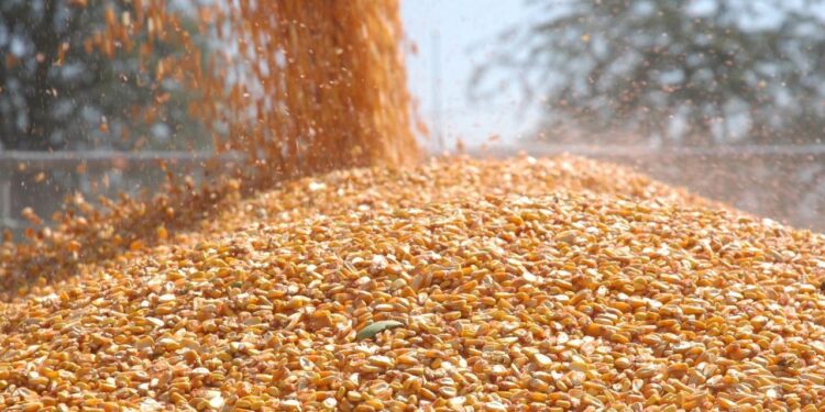 TİGEM 1400 ton dane mısır satacak