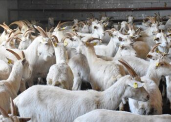 TİGEM 350 reforme keçi satacak