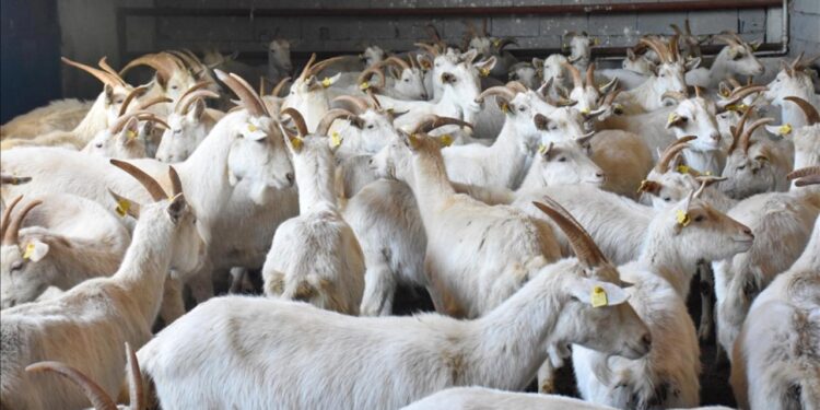 TİGEM 350 reforme keçi satacak