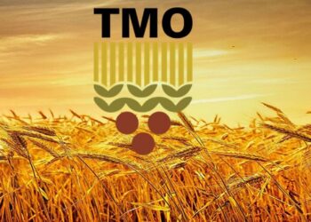 TMO’dan 3,5 milyon ton buğday ve 1,5 milyon ton mısır alımı!