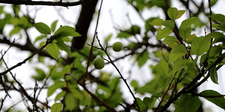 Trabzon’da üreticilere ücretsiz 5 bin 300 meyve fidanı dağıtıldı