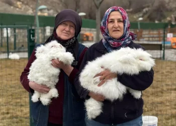 Nesli 3 Asır Önce Tükenen Tür Anavatanında Canlanıyor
