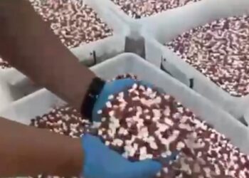 Uyuşturucu imalathanesine operasyonda 1,8 milyon sentetik ecza hap ele geçirildi