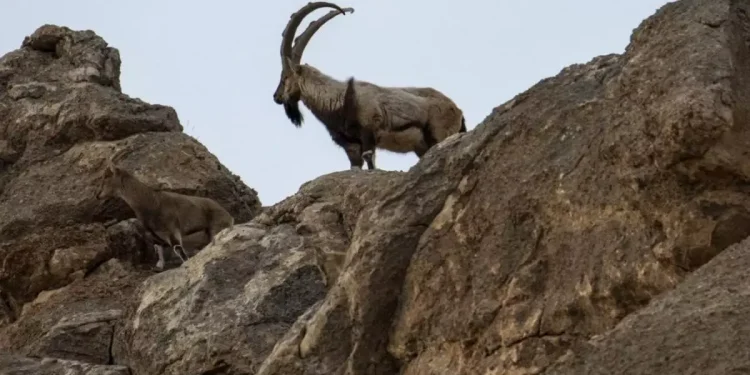 Yaban keçisi avına rekor ceza: 3 kişiye milyonluk bedel