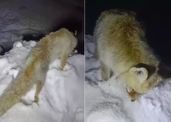 Uzun Yılların Bekleyişi: Efsane Gerçek Oldu