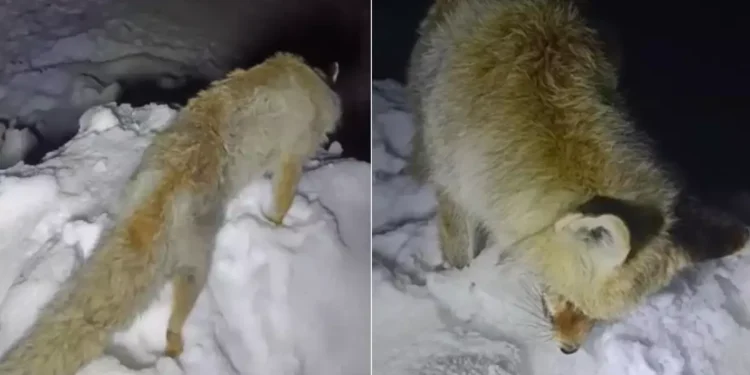 Uzun Yılların Bekleyişi: Efsane Gerçek Oldu